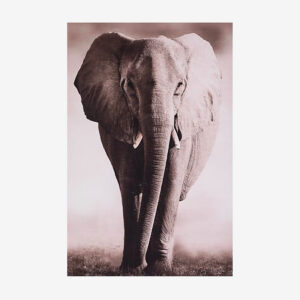 Tableau elephant - ANIMALYS